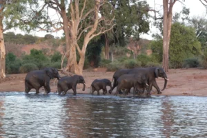 Elefanten beim Wasser