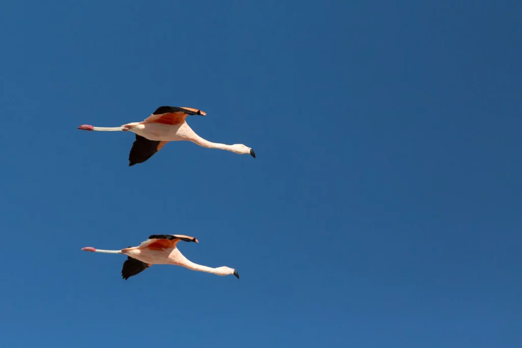 Flamingos am Himmel