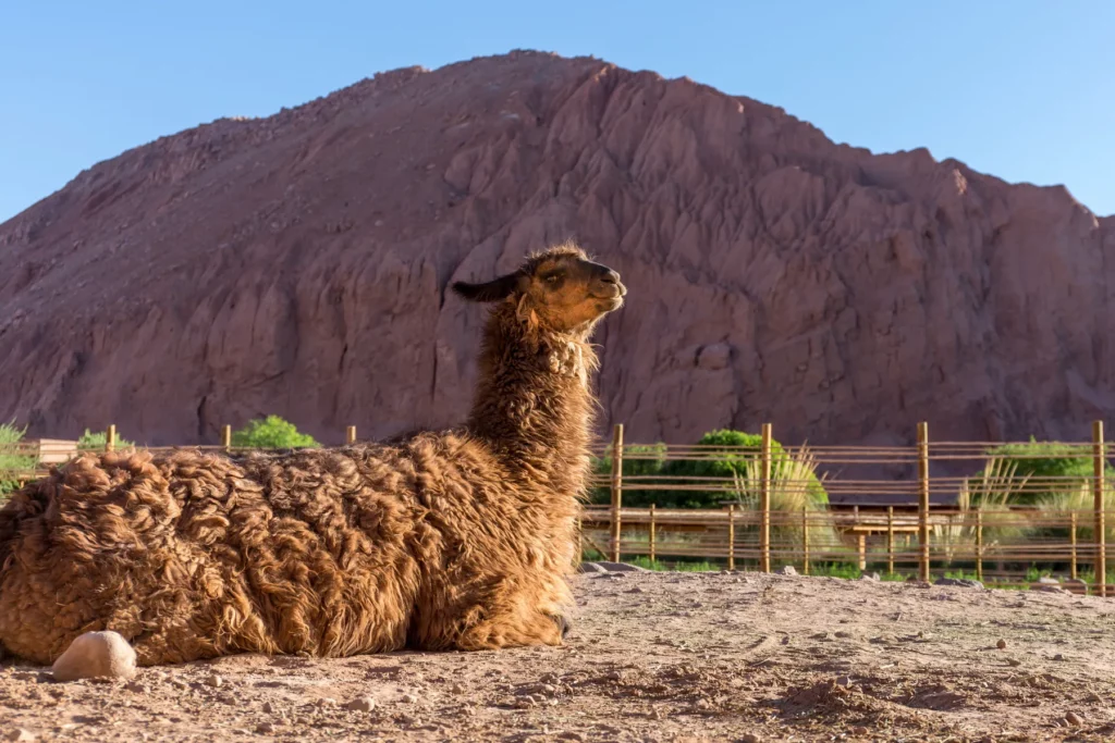 Lama in Atacama