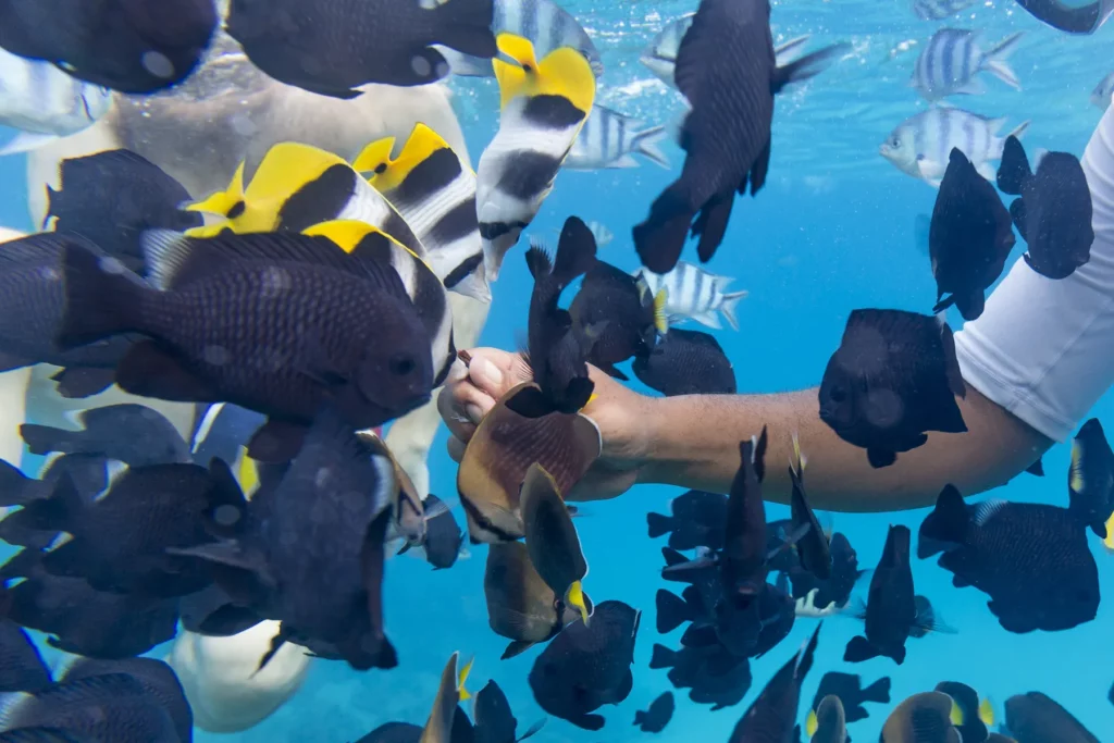 Fische in Bora Bora