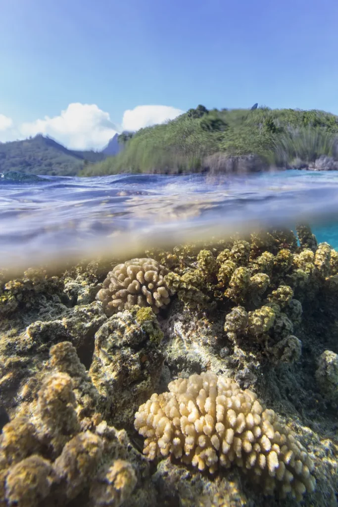 Korallen in Bora Bora