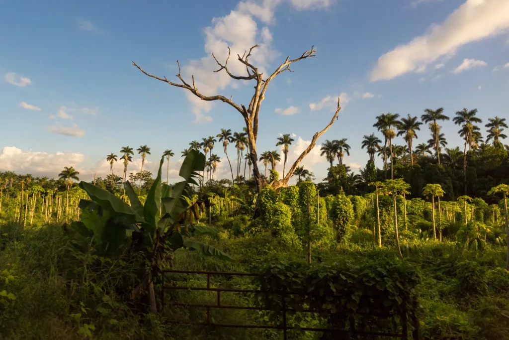 Jamaica Dschungel-Landschaft