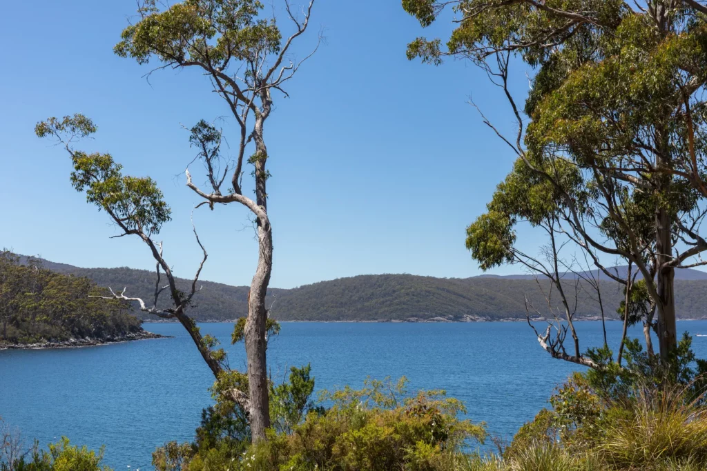 Meerblick mit Bäumen in Tasmanien
