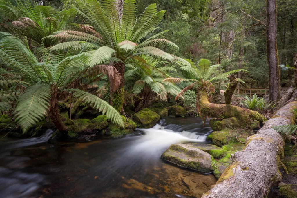 Tasmanien Nationalpark