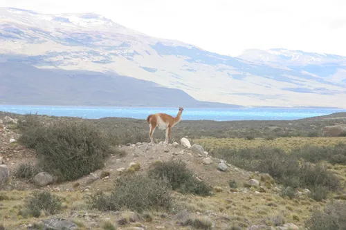 Landschaft mit Lama