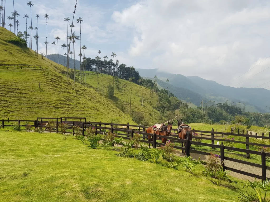 Grüne Landschaft mit Pferden in Südamerika